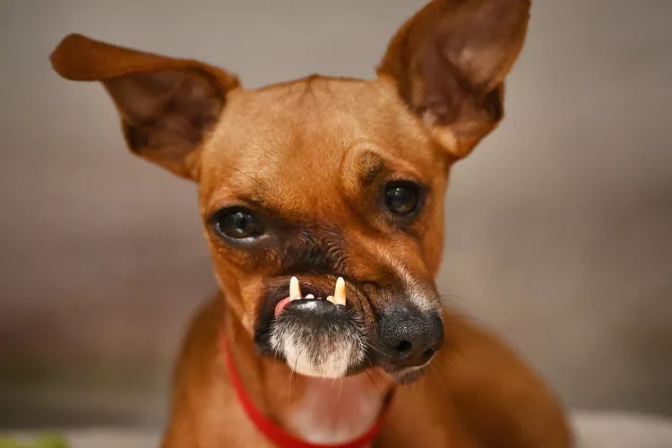 Picasso, a dog born with a crooked face who was rescued by Paws for Life K9 Rescue