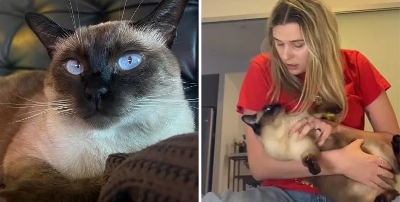 Woman Attempts Christmas Caroling with 'Grinch' Cat