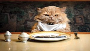 Cat stops eating