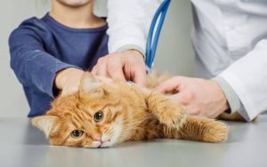 FIV disease in cats