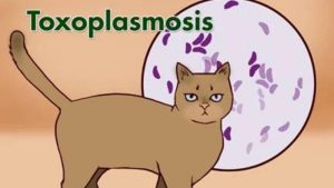 Cat parasitic disease (Toxoplasma gondii)