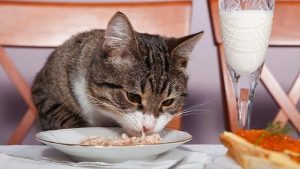 Feed your cat liquid, soft food after diarrhea