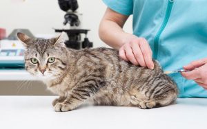 How to prevent diarrhea in cats