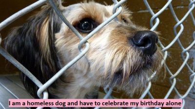 I am a homeless dog and have to celebrate my birthday alone