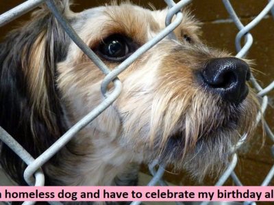 I am a homeless dog and have to celebrate my birthday alone