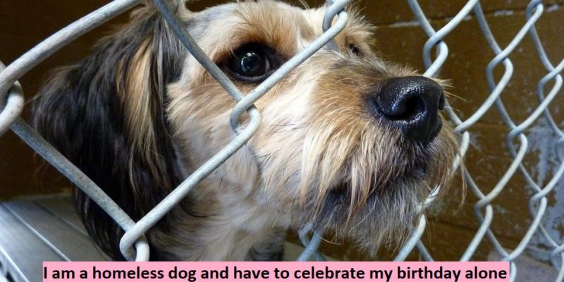 I am a homeless dog and have to celebrate my birthday alone