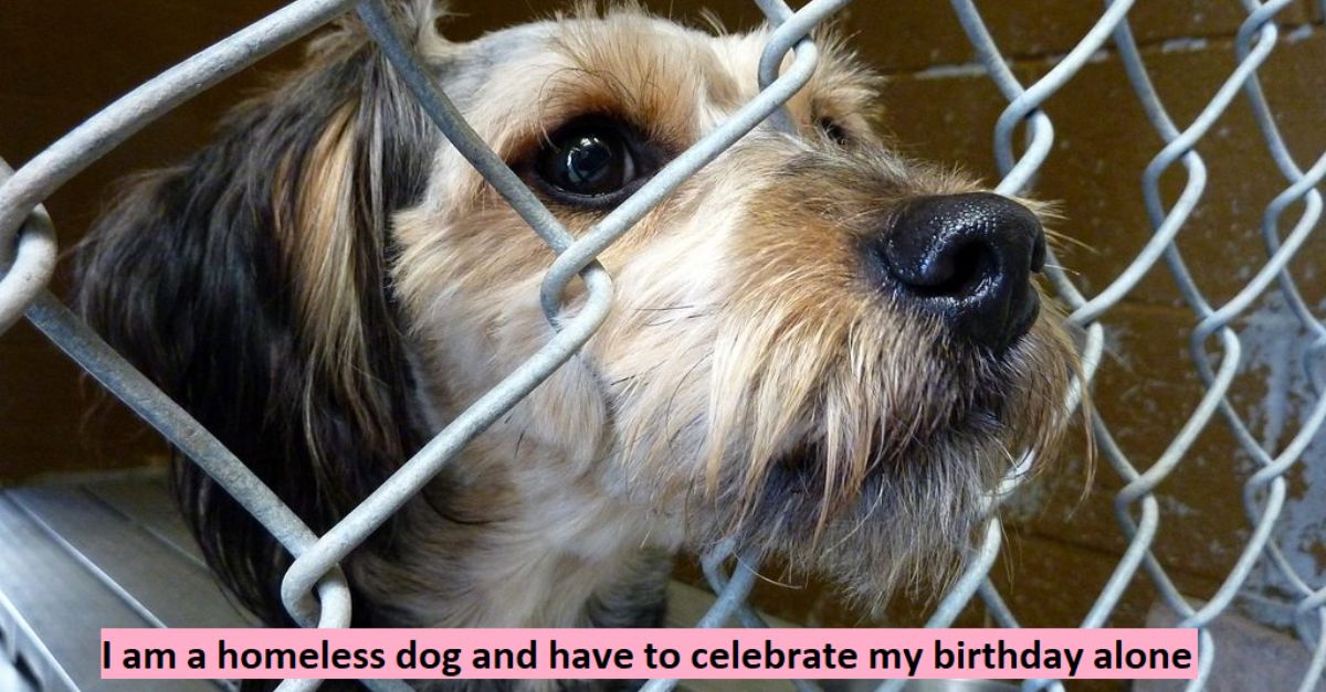 I am a homeless dog and have to celebrate my birthday alone