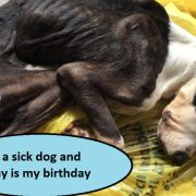 I am a sick dog and today is my birthday