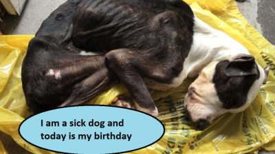 I am a sick dog and today is my birthday