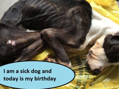 I am a sick dog and today is my birthday