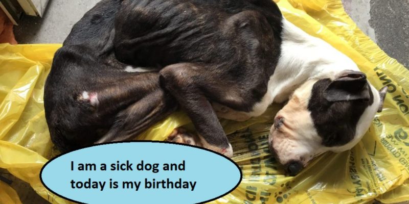 I am a sick dog and today is my birthday