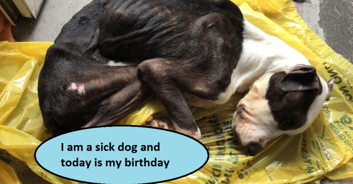 I am a sick dog and today is my birthday