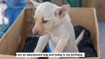 I am an abandoned dog and today is my birthday