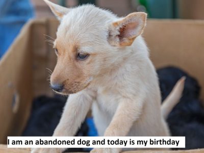 I am an abandoned dog and today is my birthday