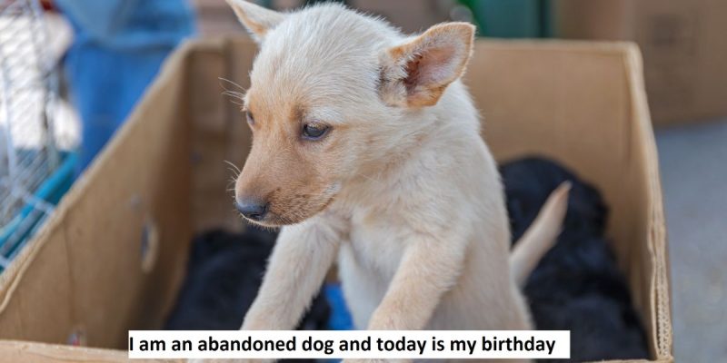 I am an abandoned dog and today is my birthday