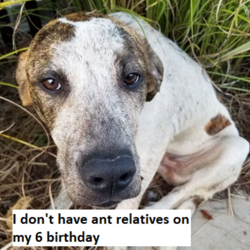 I don't have ant relatives on my birthday