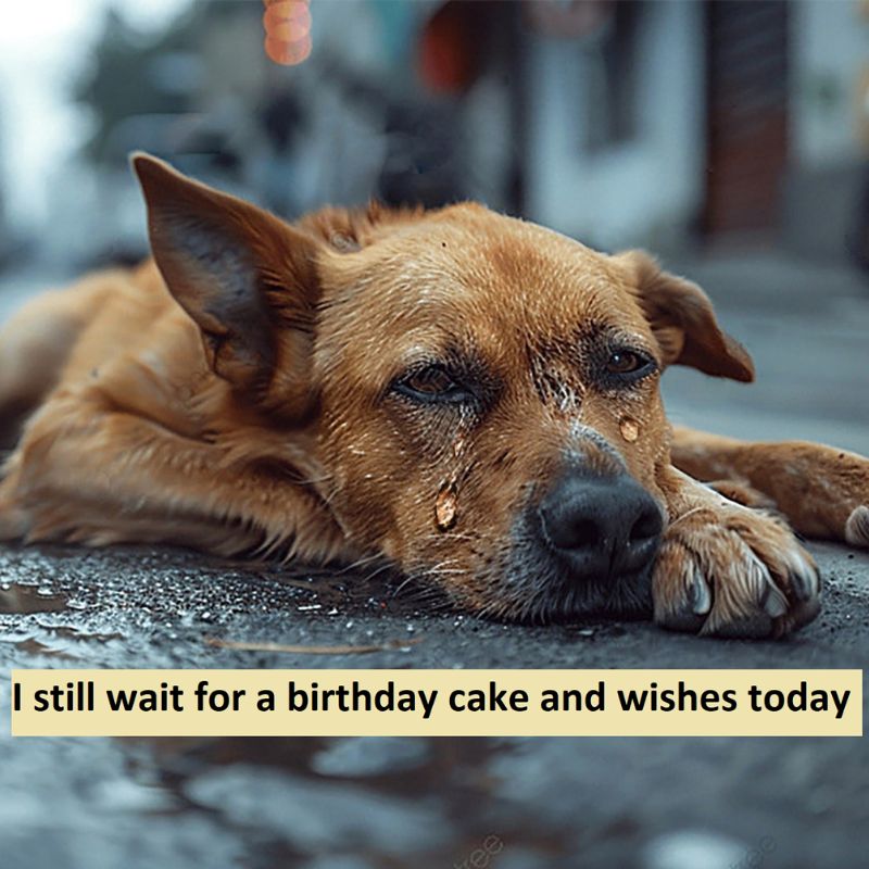 I still wait for a birthday cake 