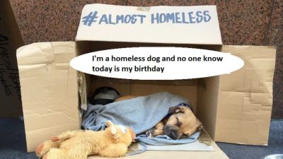 I'm a homeless dog and no one know today is my birthday