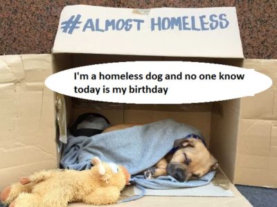 I'm a homeless dog and no one know today is my birthday