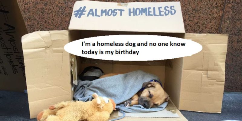 I'm a homeless dog and no one know today is my birthday