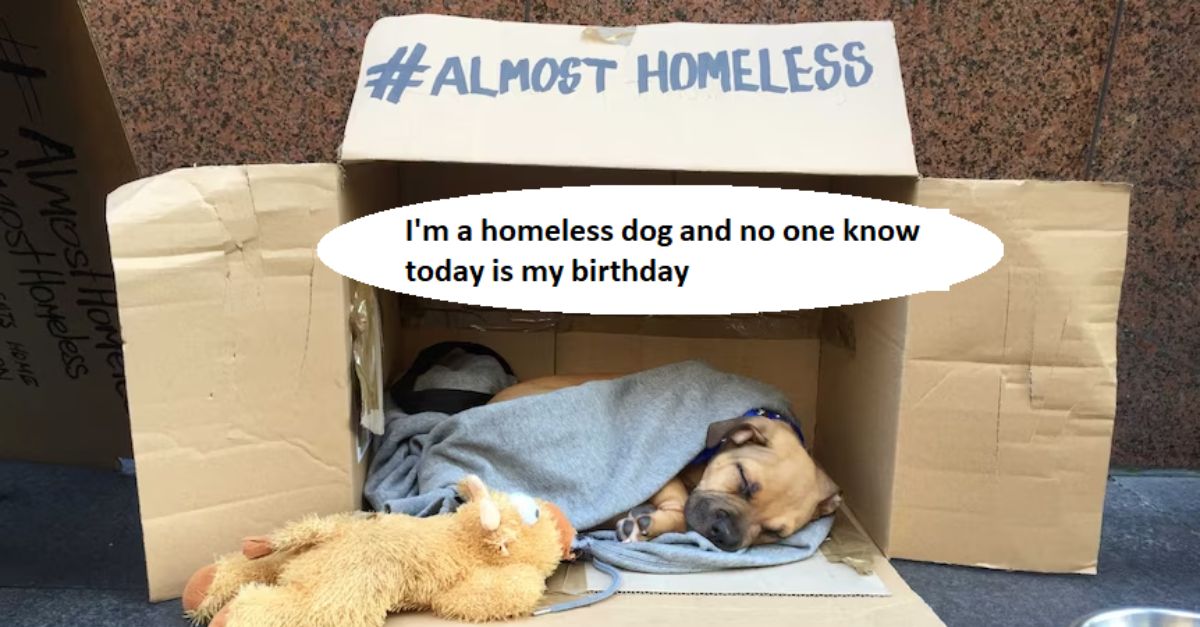 I'm a homeless dog and no one know today is my birthday