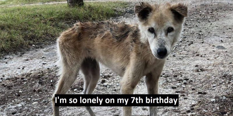 I'm so lonely on my 7th birthday