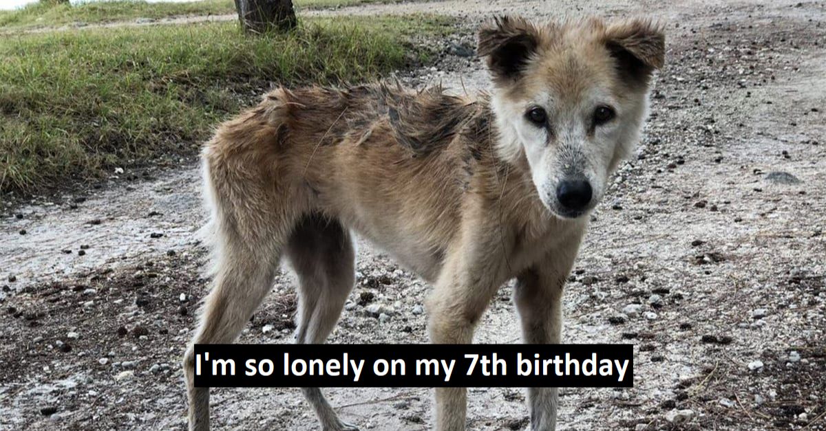 I'm so lonely on my 7th birthday