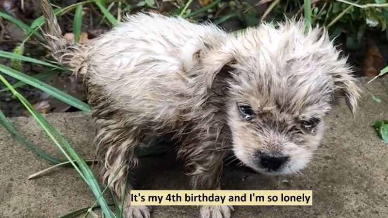 It's my 4th birthday and I'm so lonely