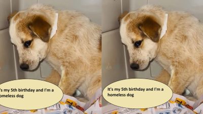 It's my 5th birthday and I'm a homeless dog