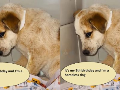 It's my 5th birthday and I'm a homeless dog