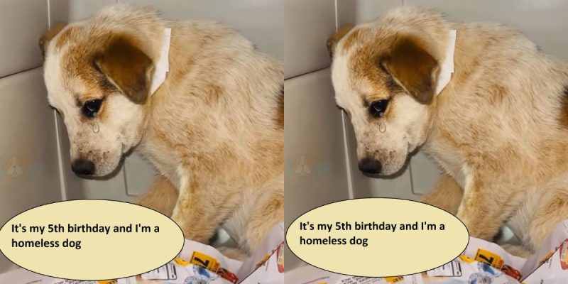 It's my 5th birthday and I'm a homeless dog