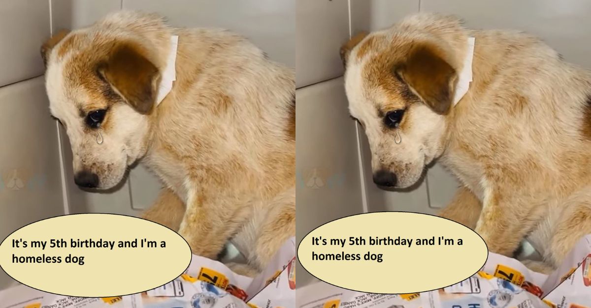 It's my 5th birthday and I'm a homeless dog