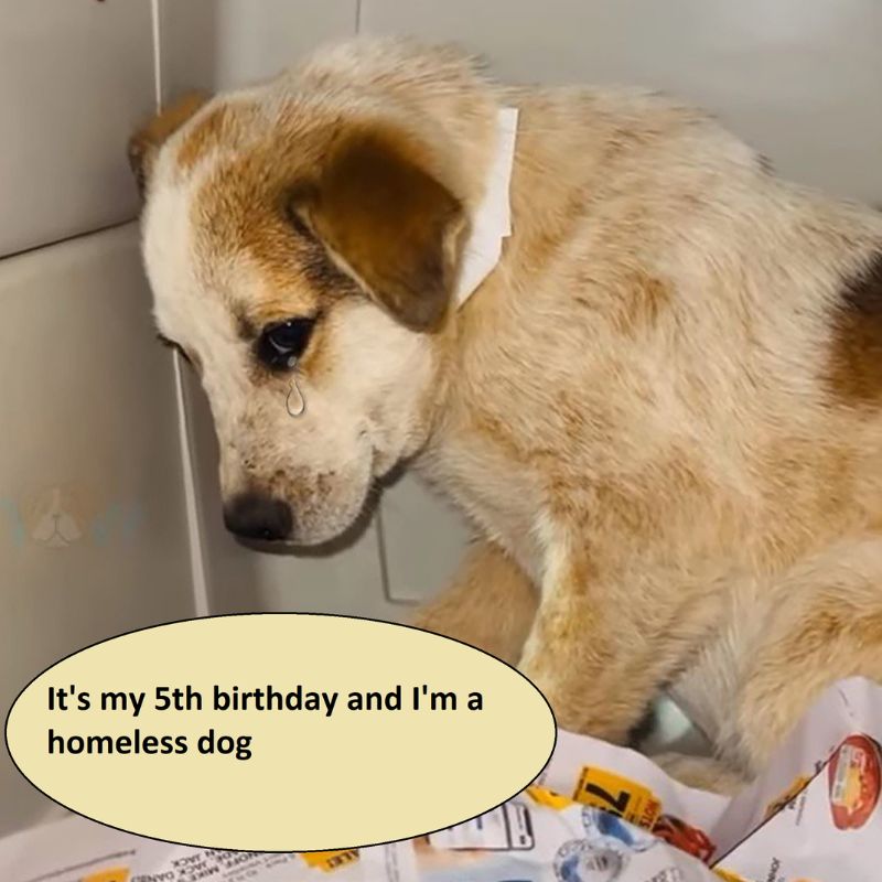 It's my 5th birthday 