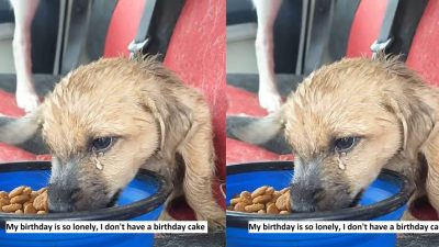 My birthday is so lonely, I don't have a birthday cake