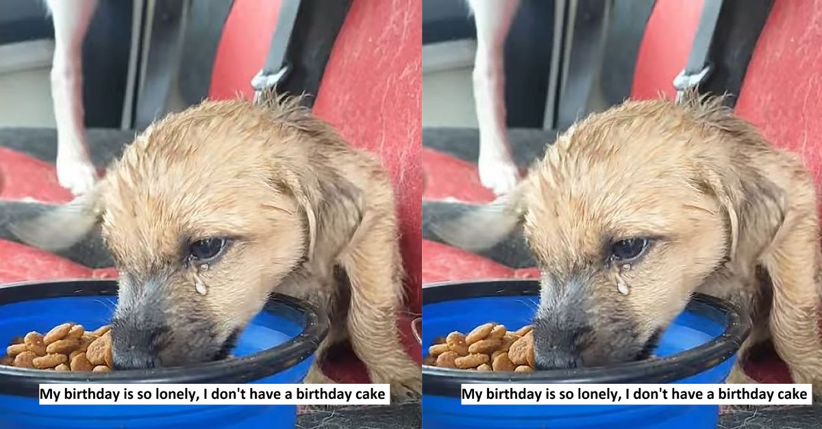 My birthday is so lonely, I don't have a birthday cake