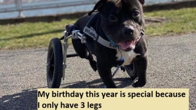 My birthday this year is special because I only have 3 legs