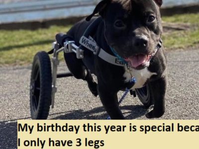 My birthday this year is special because I only have 3 legs