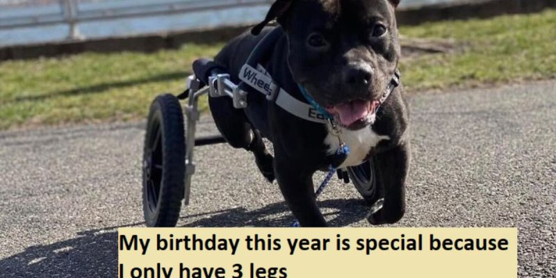 My birthday this year is special because I only have 3 legs