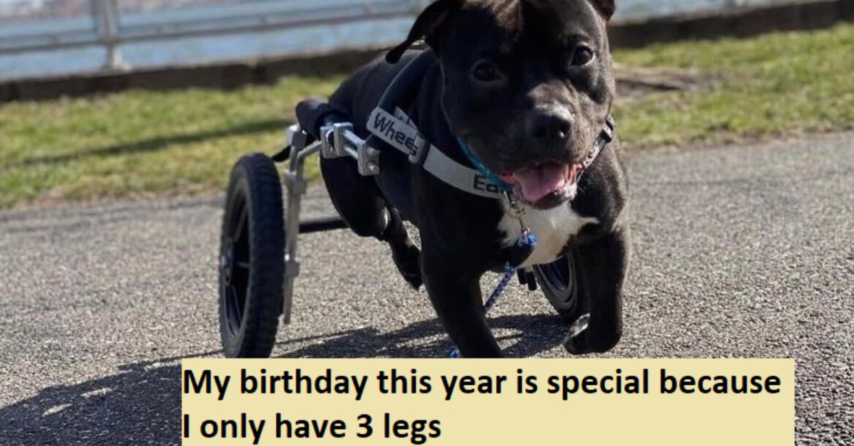 My birthday this year is special because I only have 3 legs