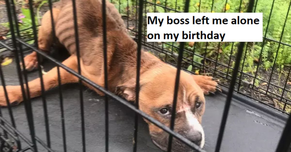 My boss left me alone on my birthday