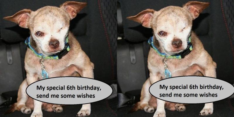 My special 6th birthday, please send me some wishes