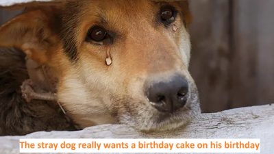 The stray dog really wants a birthday cake on his birthday