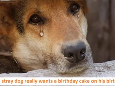 The stray dog really wants a birthday cake on his birthday