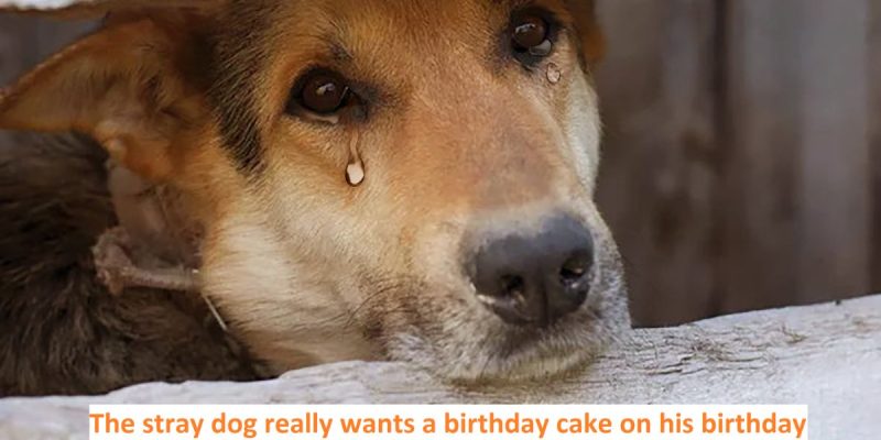 The stray dog really wants a birthday cake on his birthday