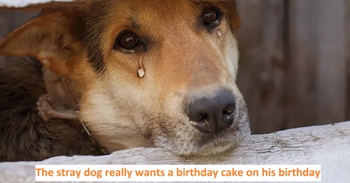 The stray dog really wants a birthday cake on his birthday