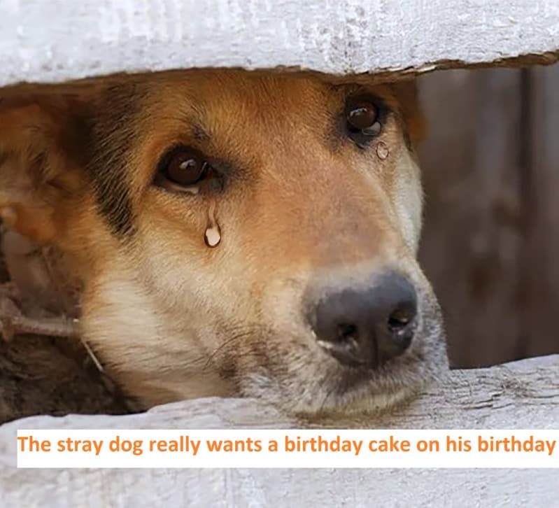 The stray dog really wants a birthday cake 