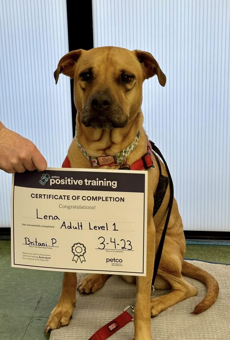 lena-graduating-a-dog-training-c