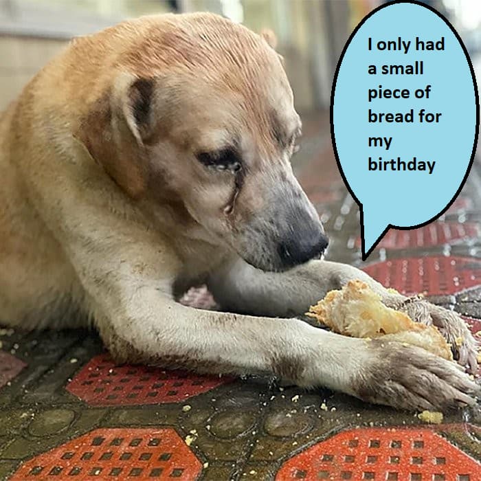 I only had a small piece of bread for my birthday